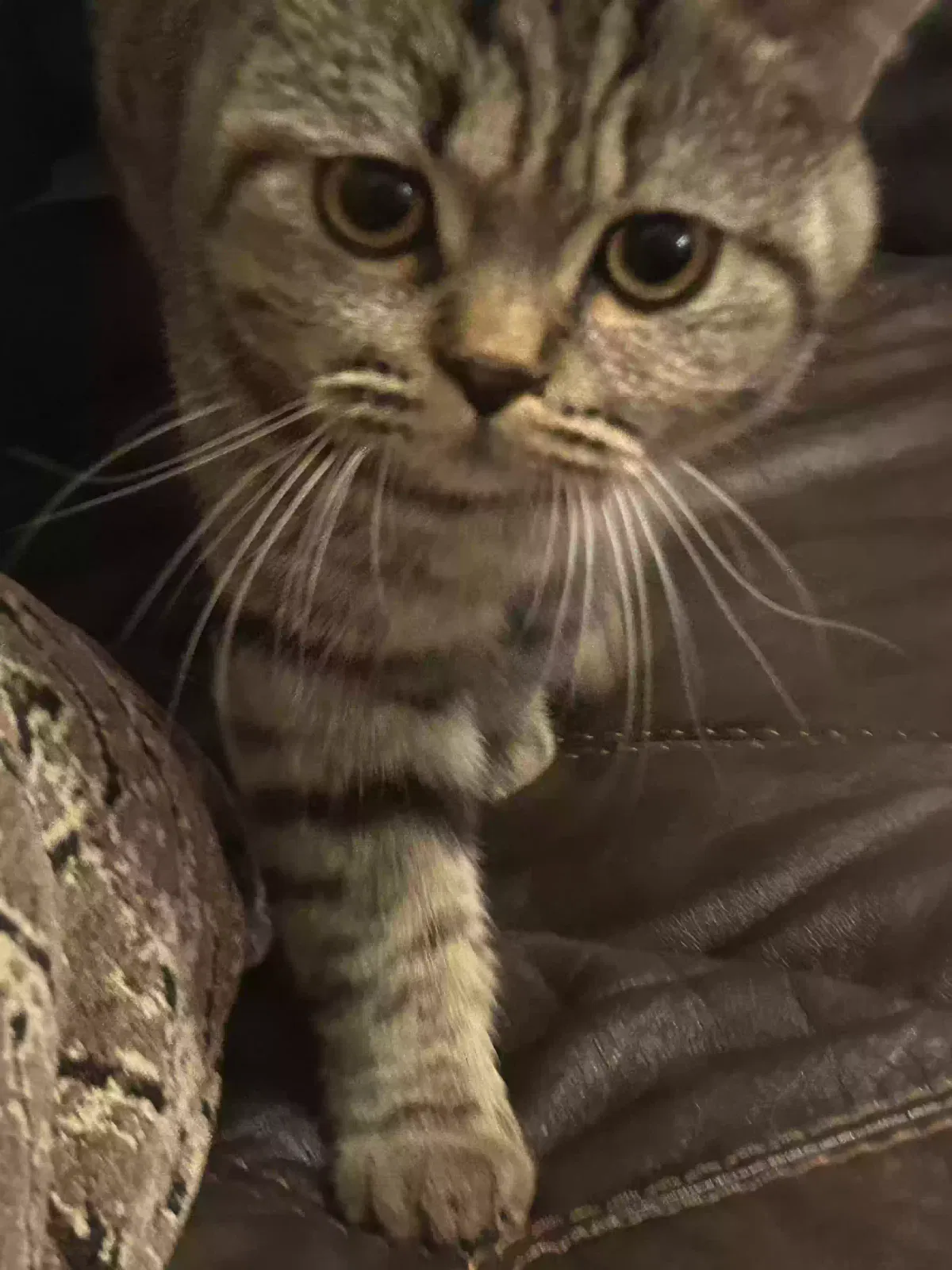 Found cat in Nixa, MO, 65714