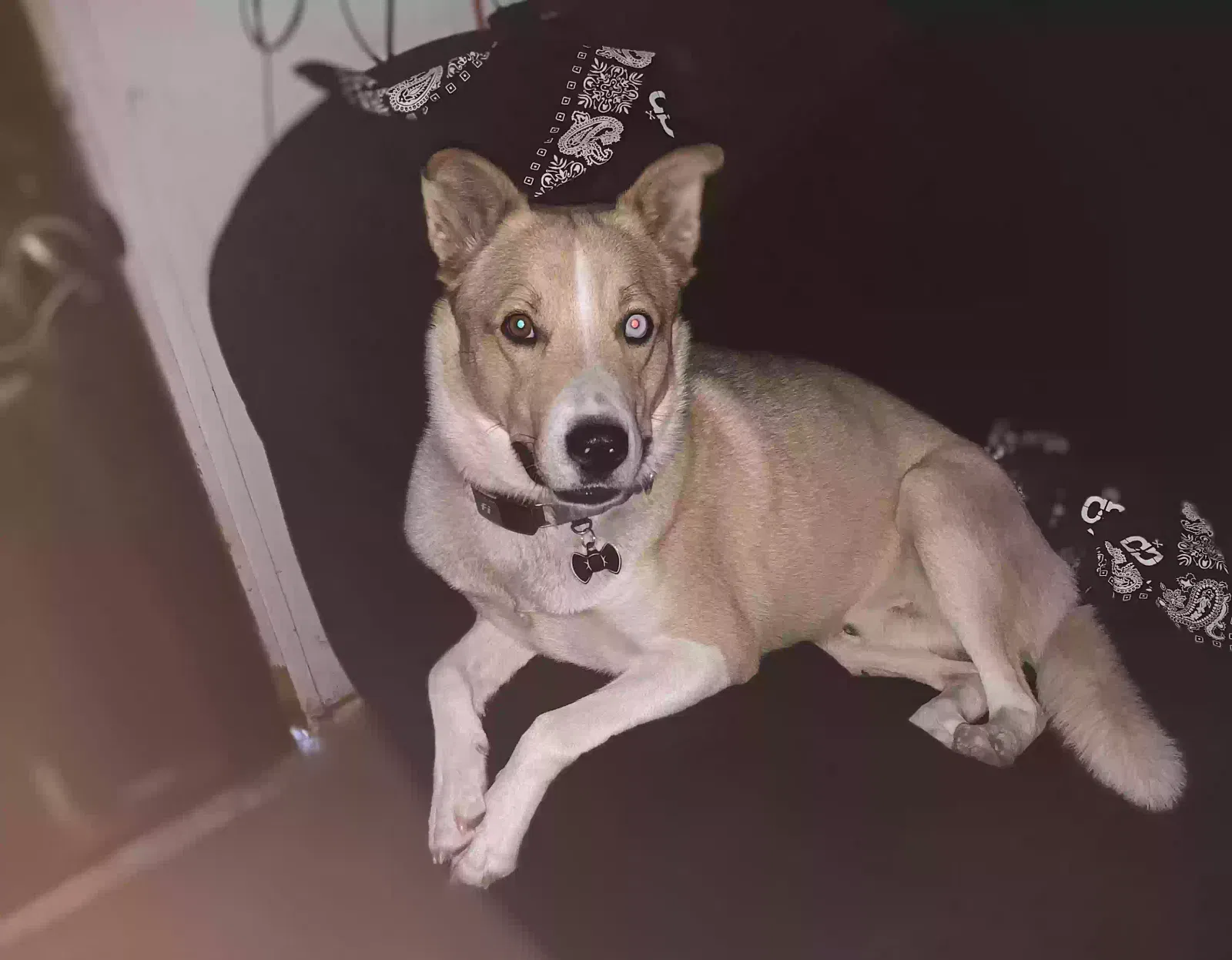 Lost dog in Albuquerque, NM, 87114