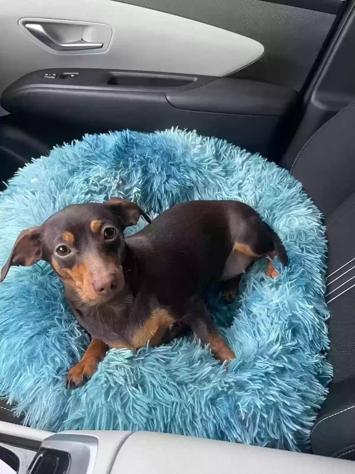 Lost dog in Miami, FL, 33176