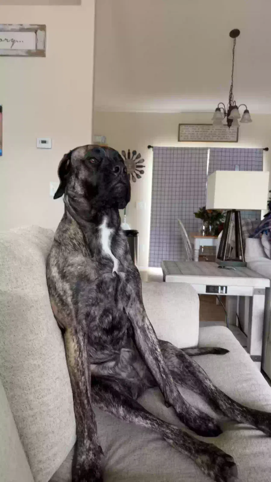 Lost dog in Palm Bay, FL, 32907