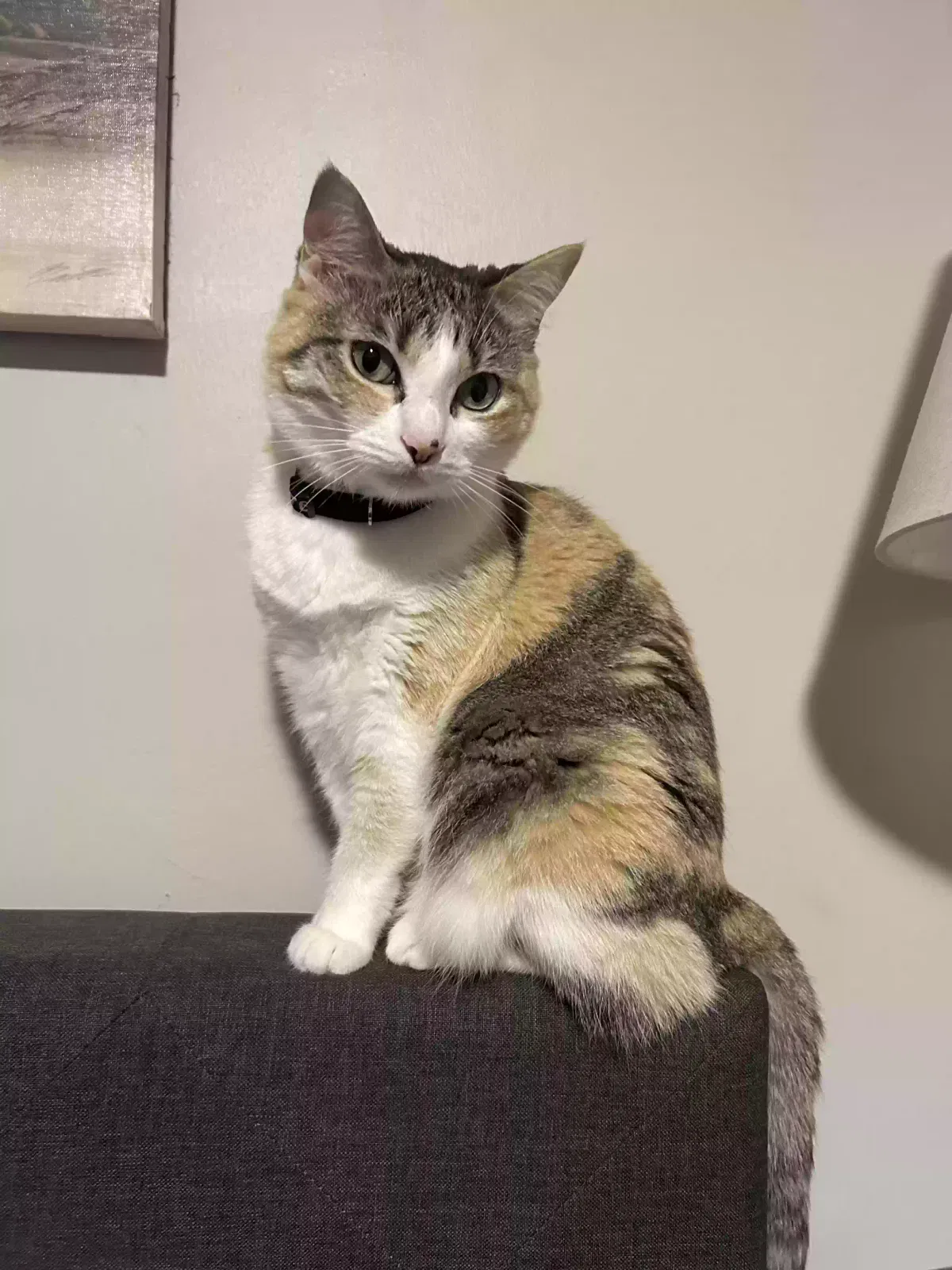Lost cat in Tarpon Springs, FL, 34689