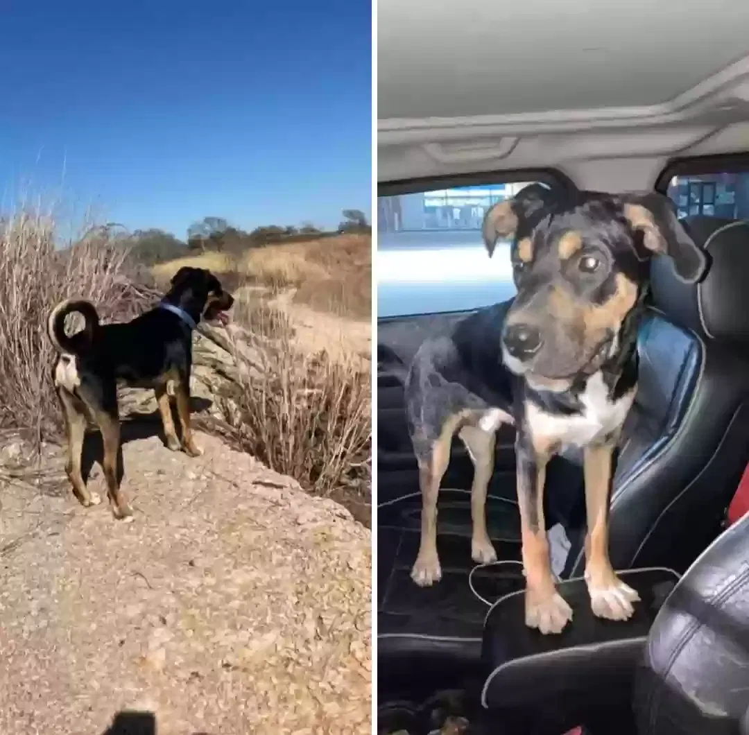 Lost dog in Magnolia, TX, 77354