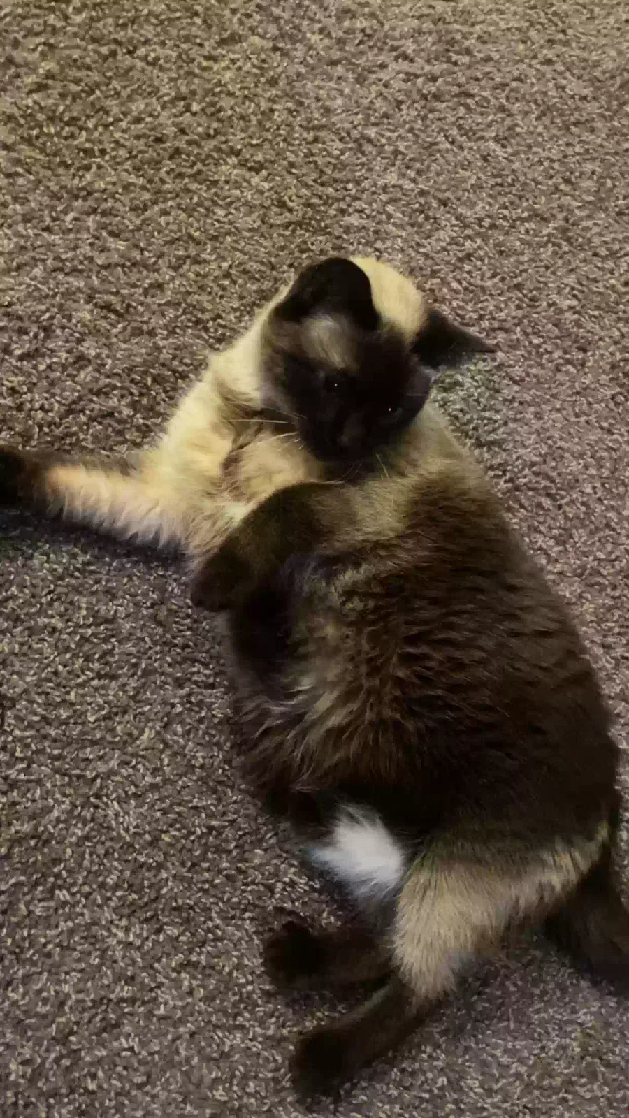 Lost cat in Tucson, AZ, 85710