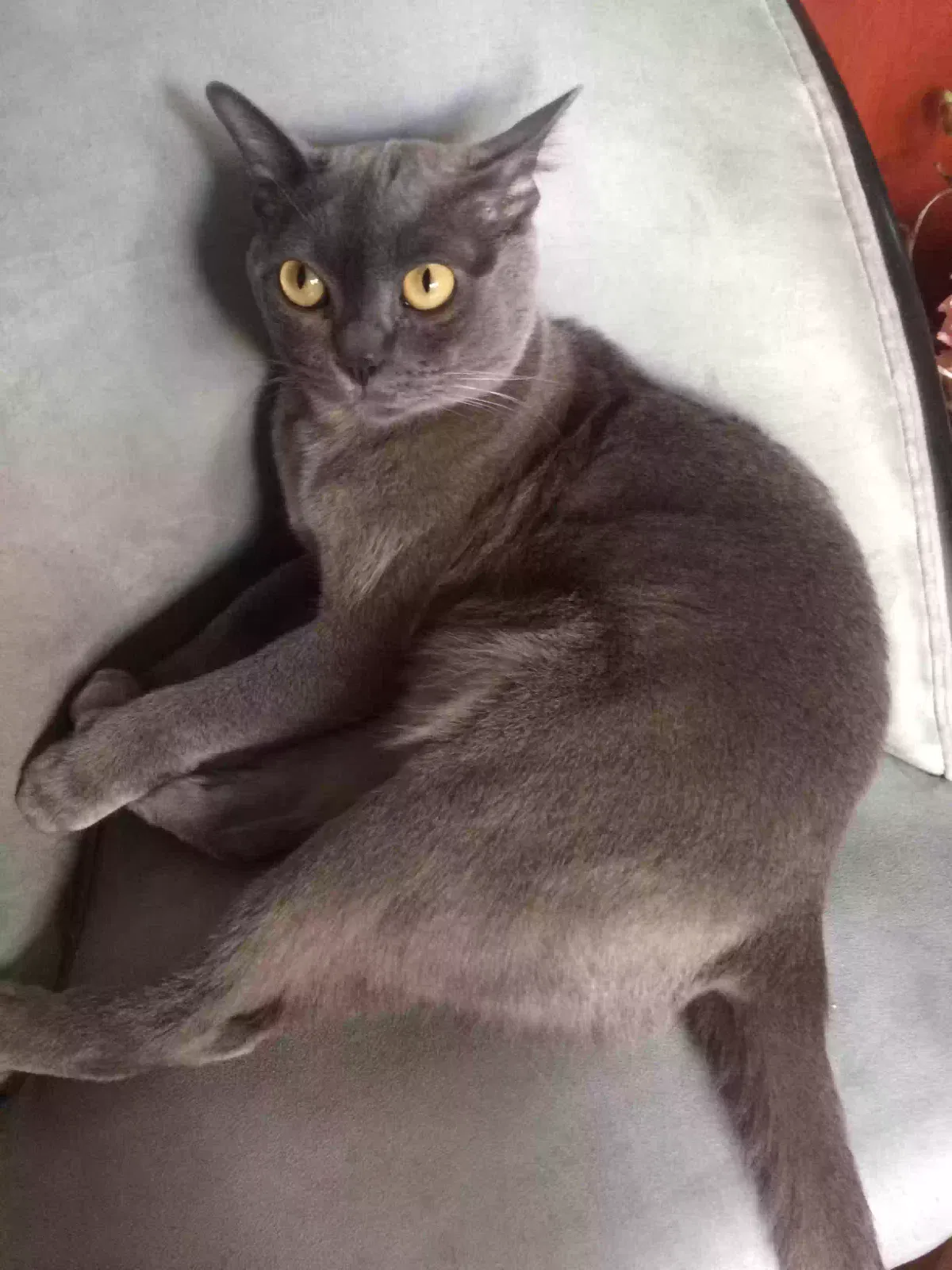 Lost cat in Palo Alto, CA, 94306