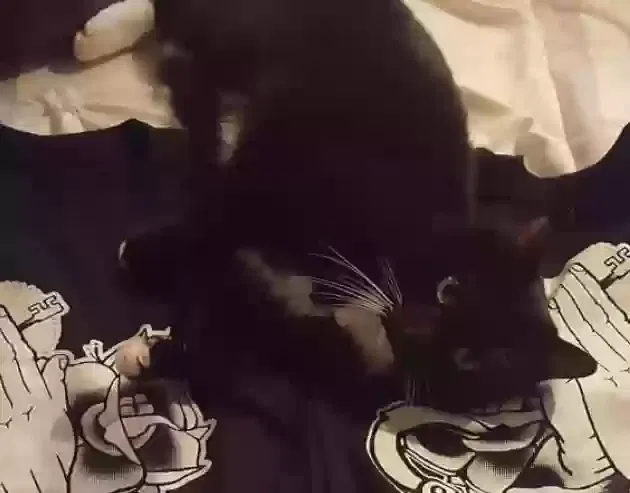 Lost cat in Redlands, CA, 92373
