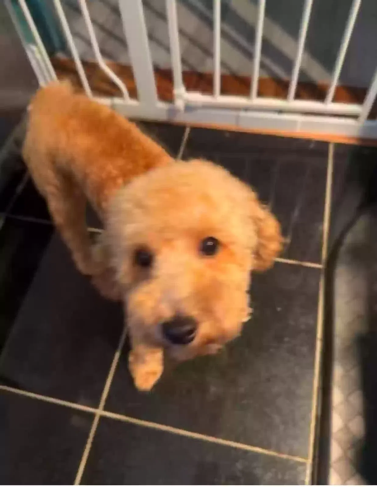 Lost dog in Westchester, IL, 60154