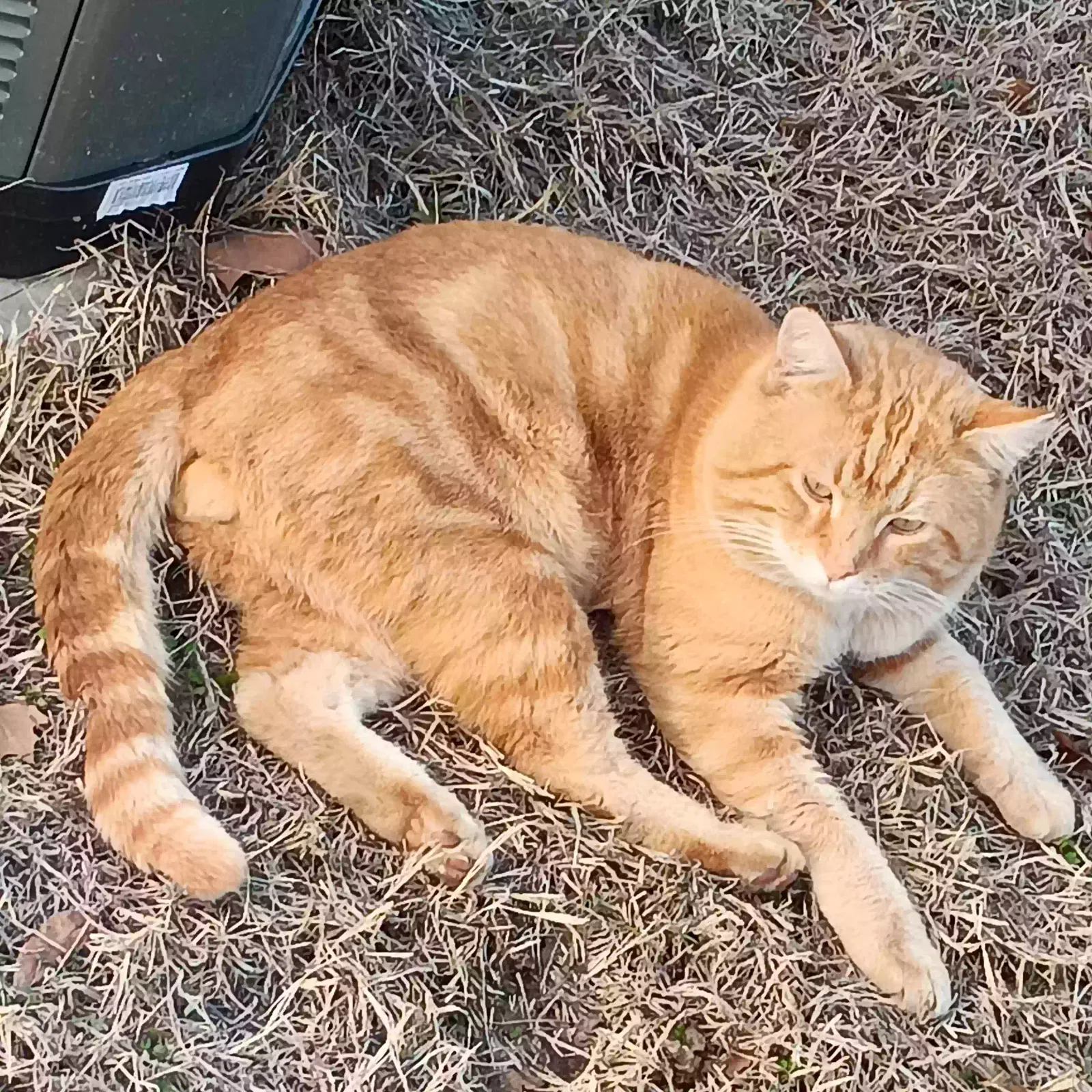 Lost cat in Wichita, KS, 67216