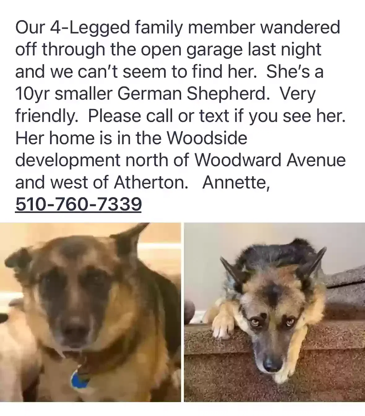 Lost dog in Manteca, CA, 95337