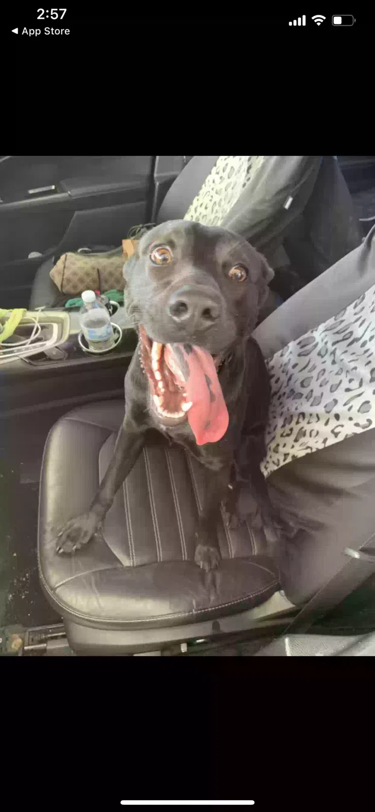 Lost dog in Houston, TX, 77035