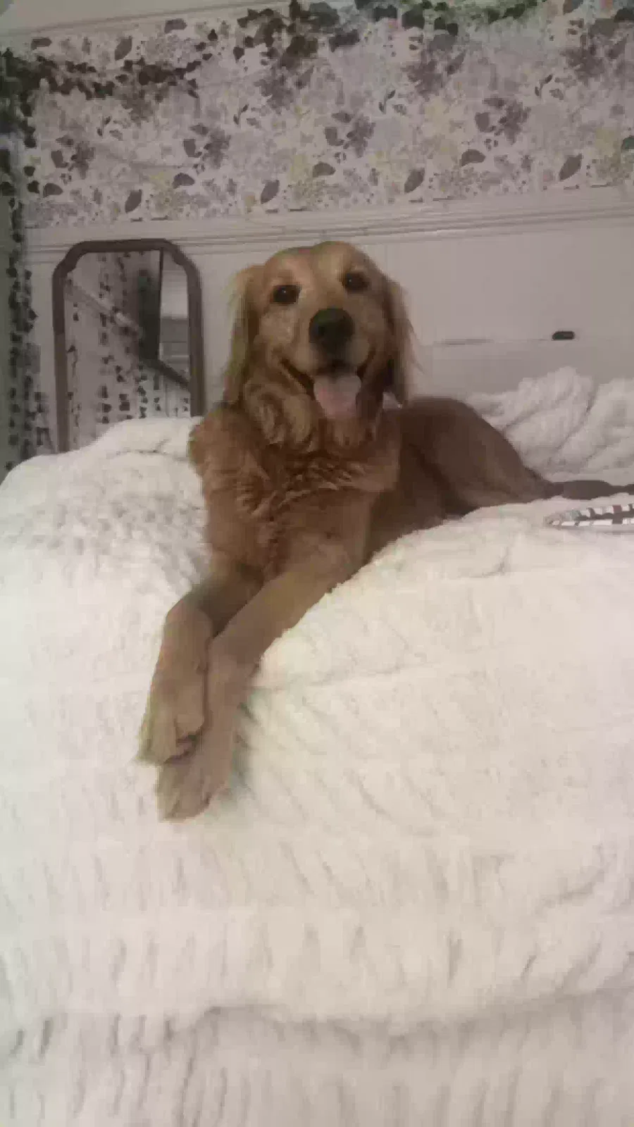 Lost dog in Cumming, GA, 30028