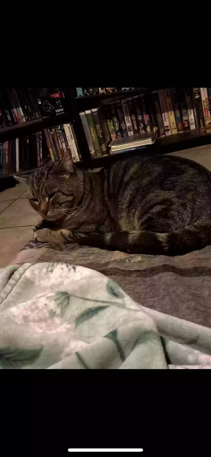Lost cat in Albuquerque, NM, 87107
