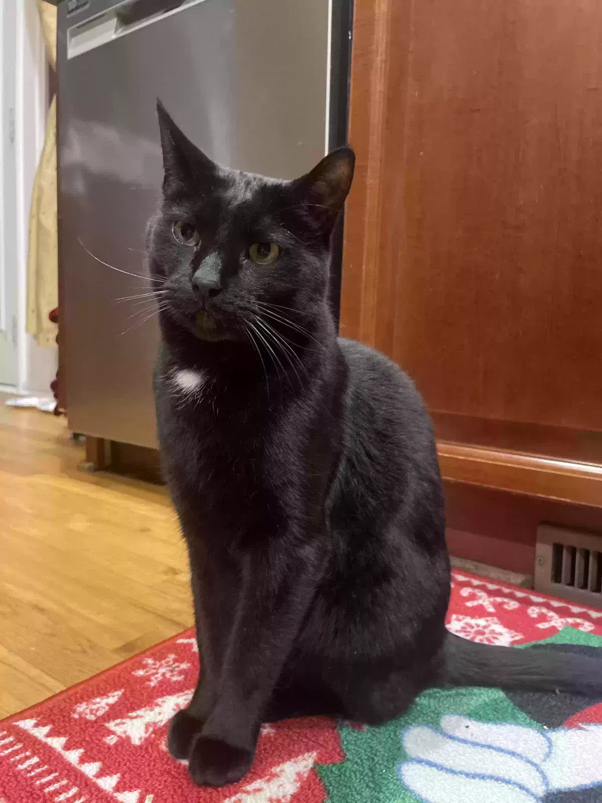 Lost cat in Cumming, GA, 30041