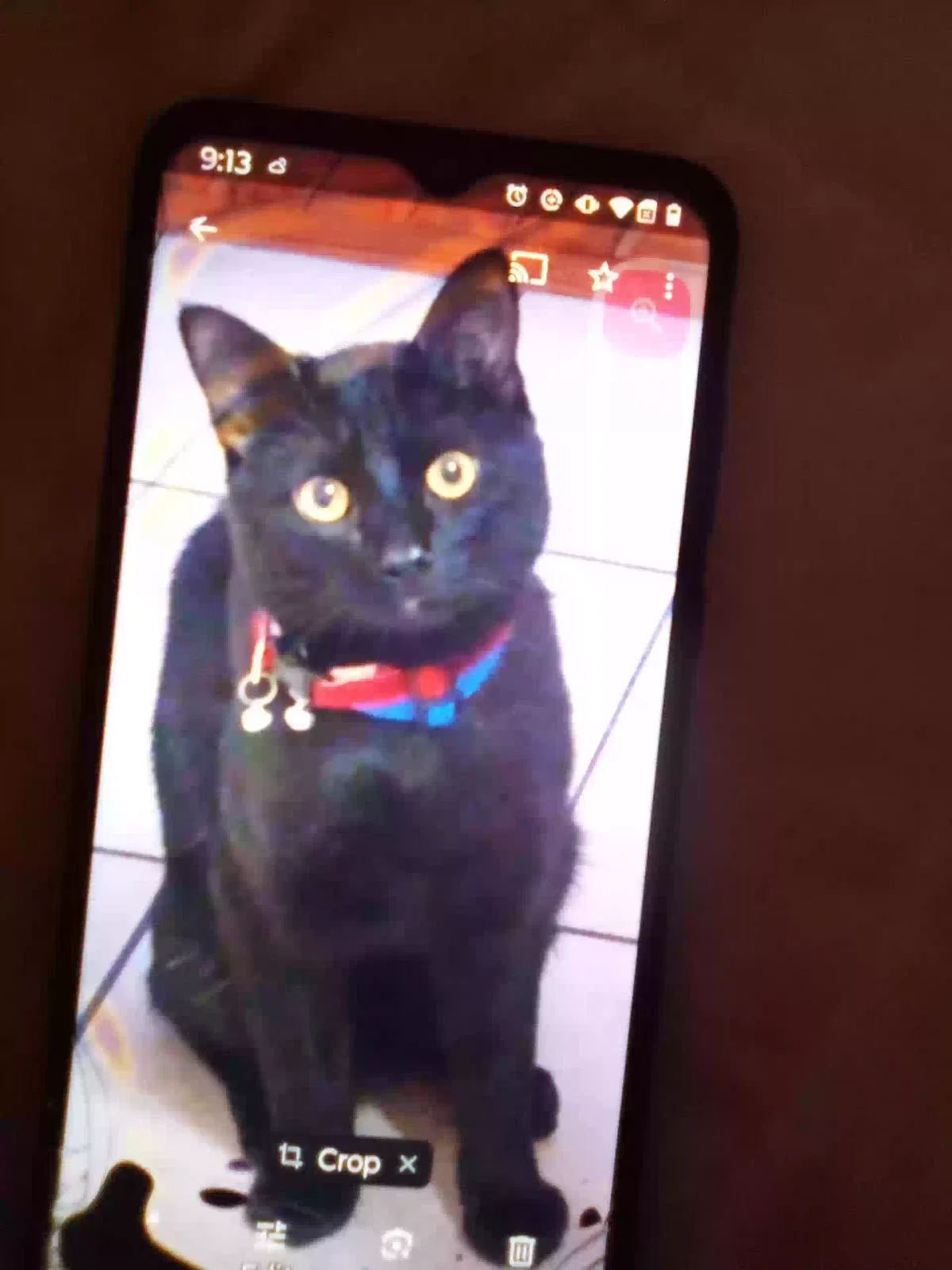 Lost cat in Cincinnati, OH, 45225