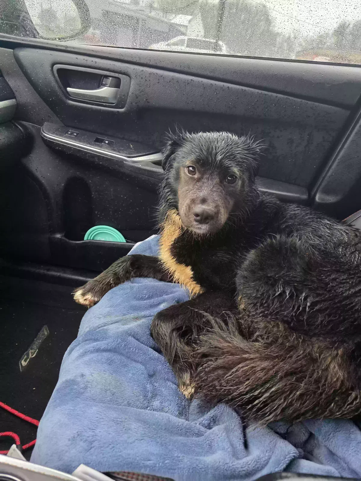 Found dog in Lawrenceville, GA, 30044