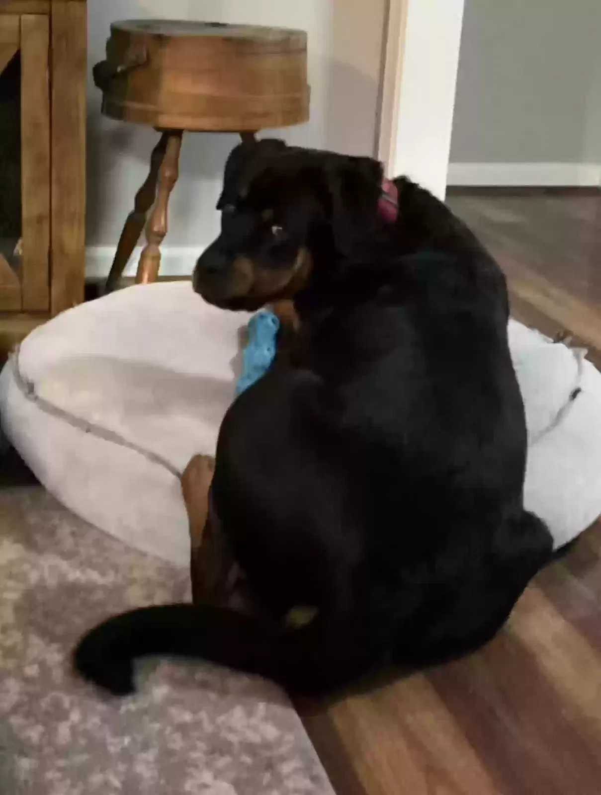 Found dog in Lithia Springs, GA, 30122