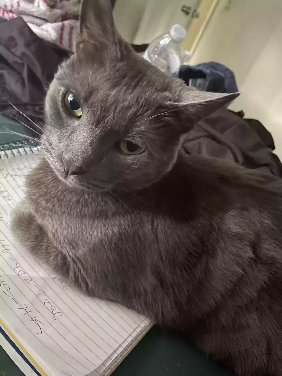 Lost cat in Bell Gardens, CA, 90201
