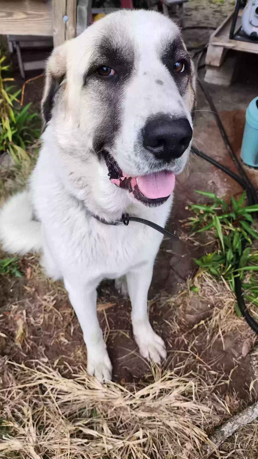 Found dog in Saint Helena Island, SC, 29920