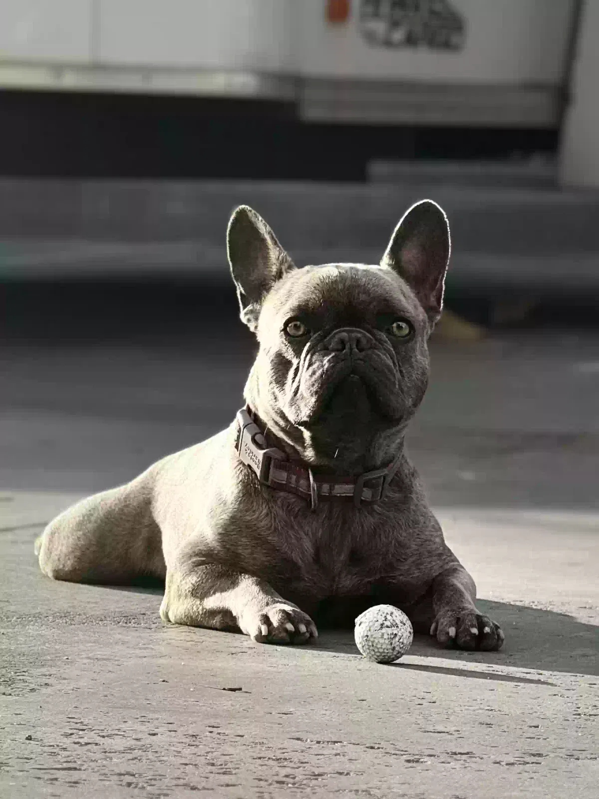 Lost dog in Escondido, CA, 92029