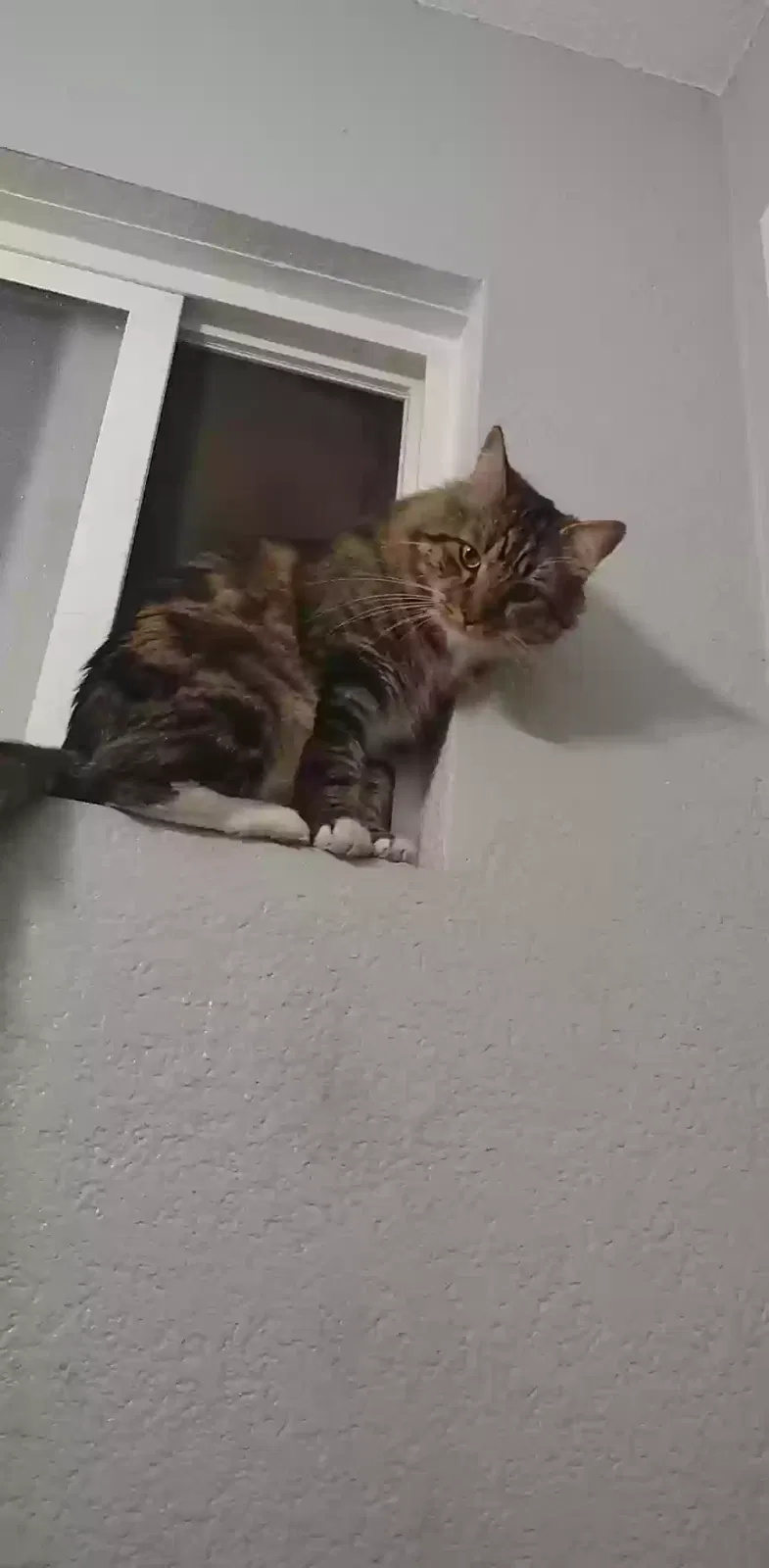 Lost cat in San Bernardino, CA, 92404