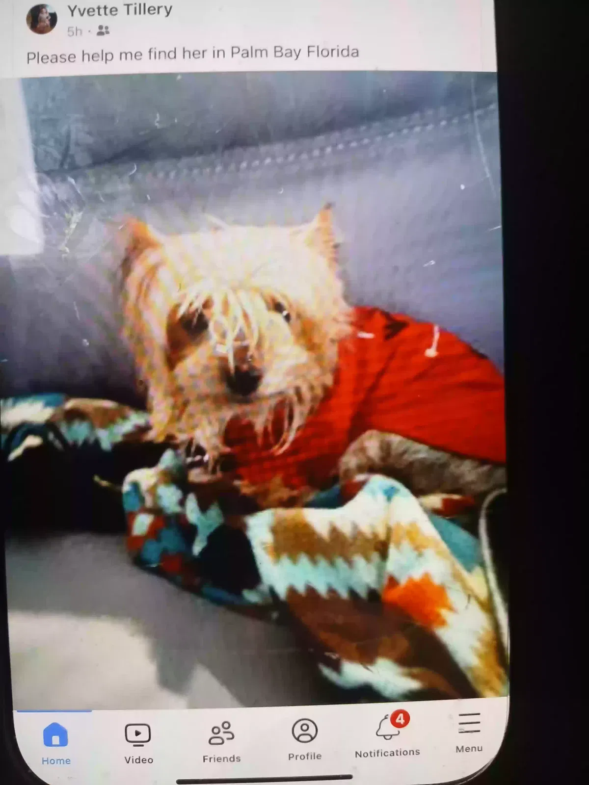Lost dog in Palm Bay, FL, 32909