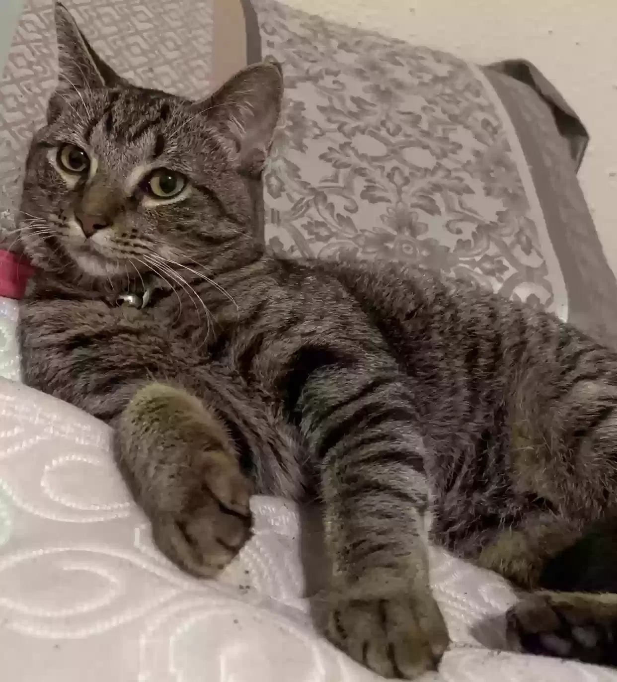 Lost cat in Pasadena, TX, 77504