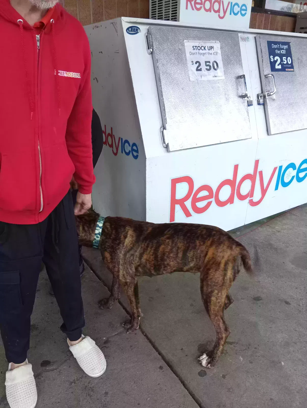 Found dog in Gastonia, NC, 28054