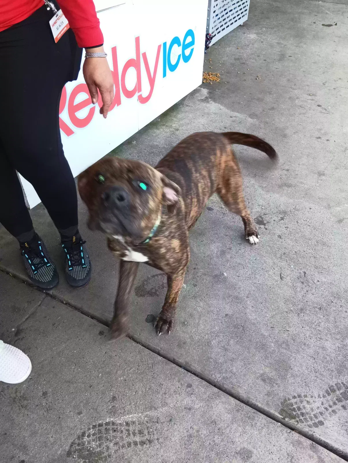 Found dog in Gastonia, NC, 28054