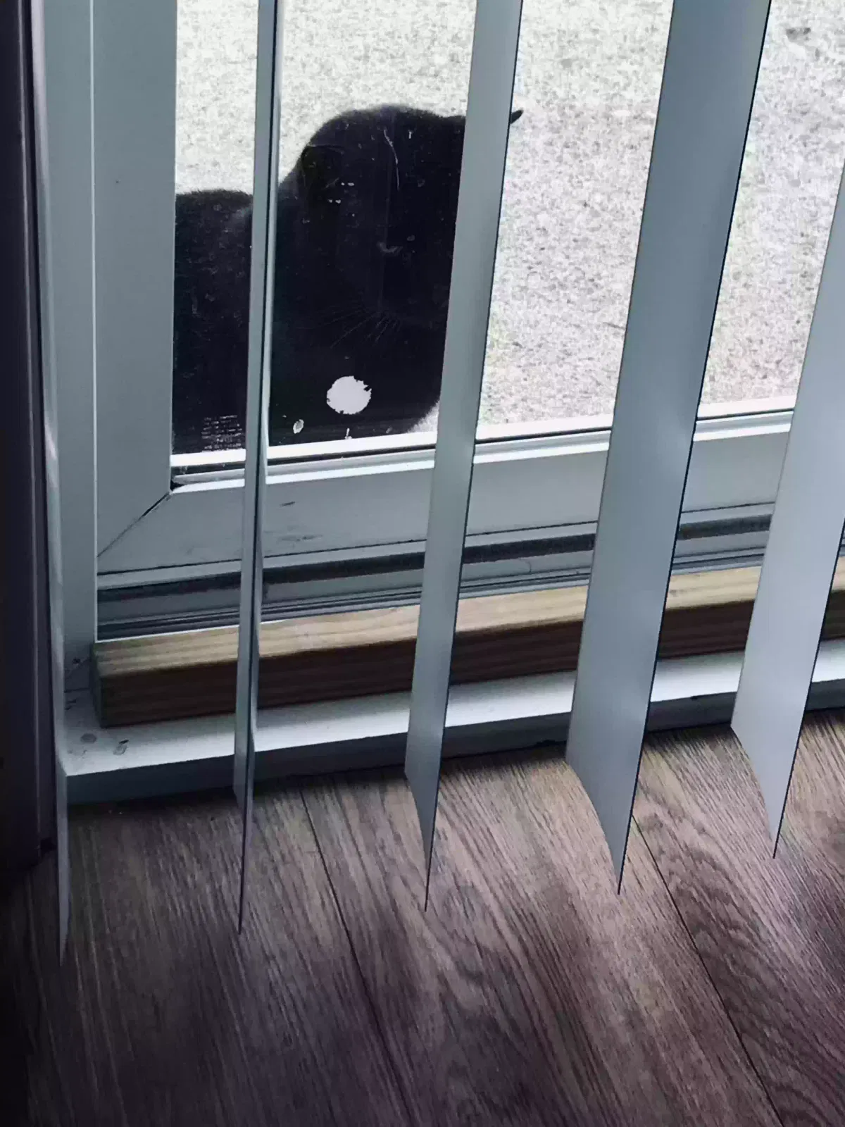 Lost cat in Wareham, MA, 2571