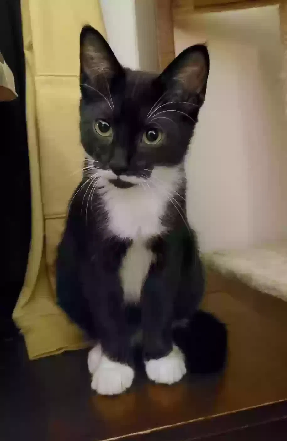 Lost cat in Gaffney, SC, 29340