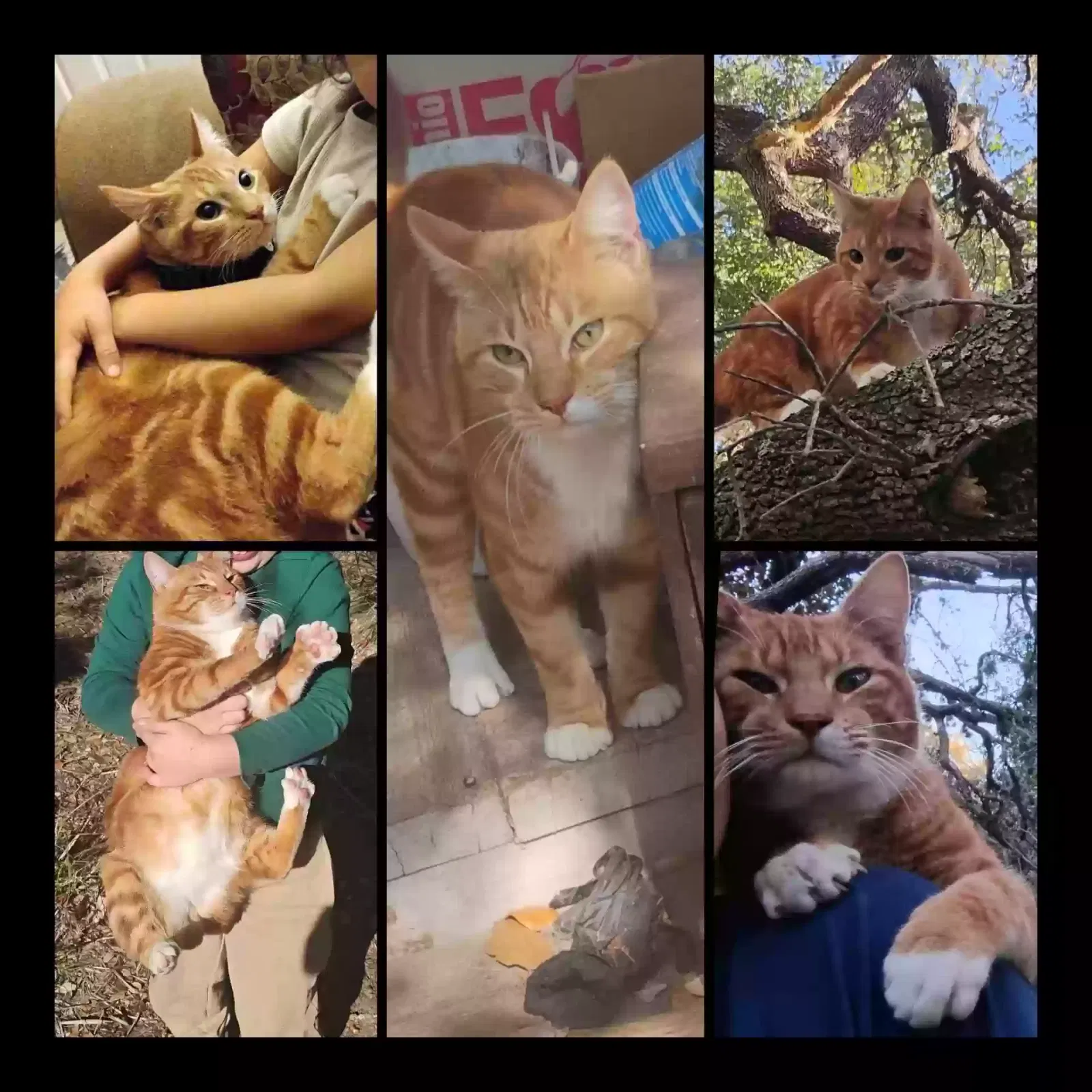Lost cat in Poteet, TX, 78065