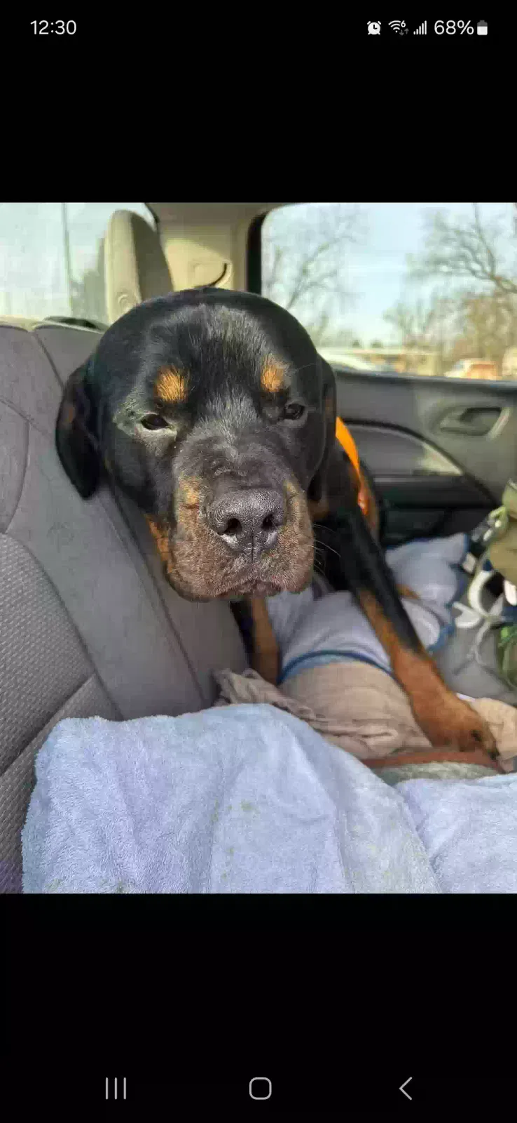 Lost dog in Crescent, OK, 73028