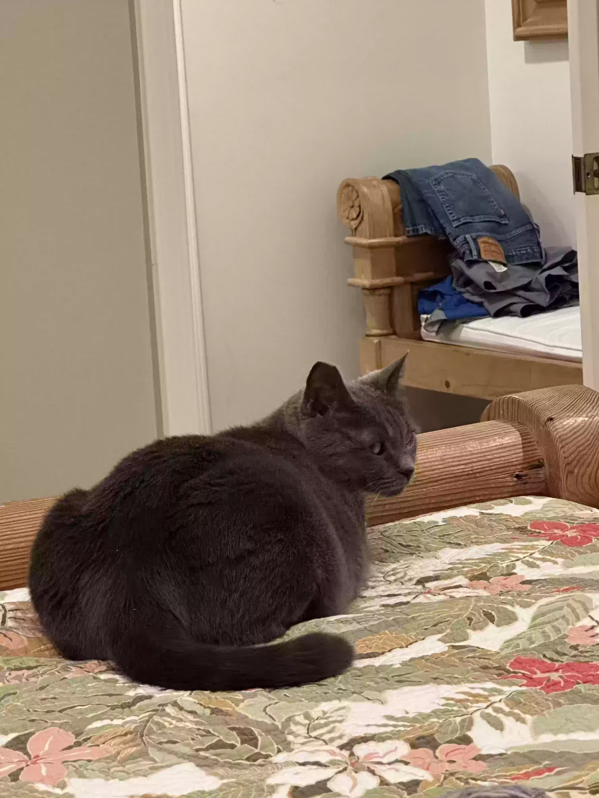 Lost cat in Pacific Palisades, CA, 90272