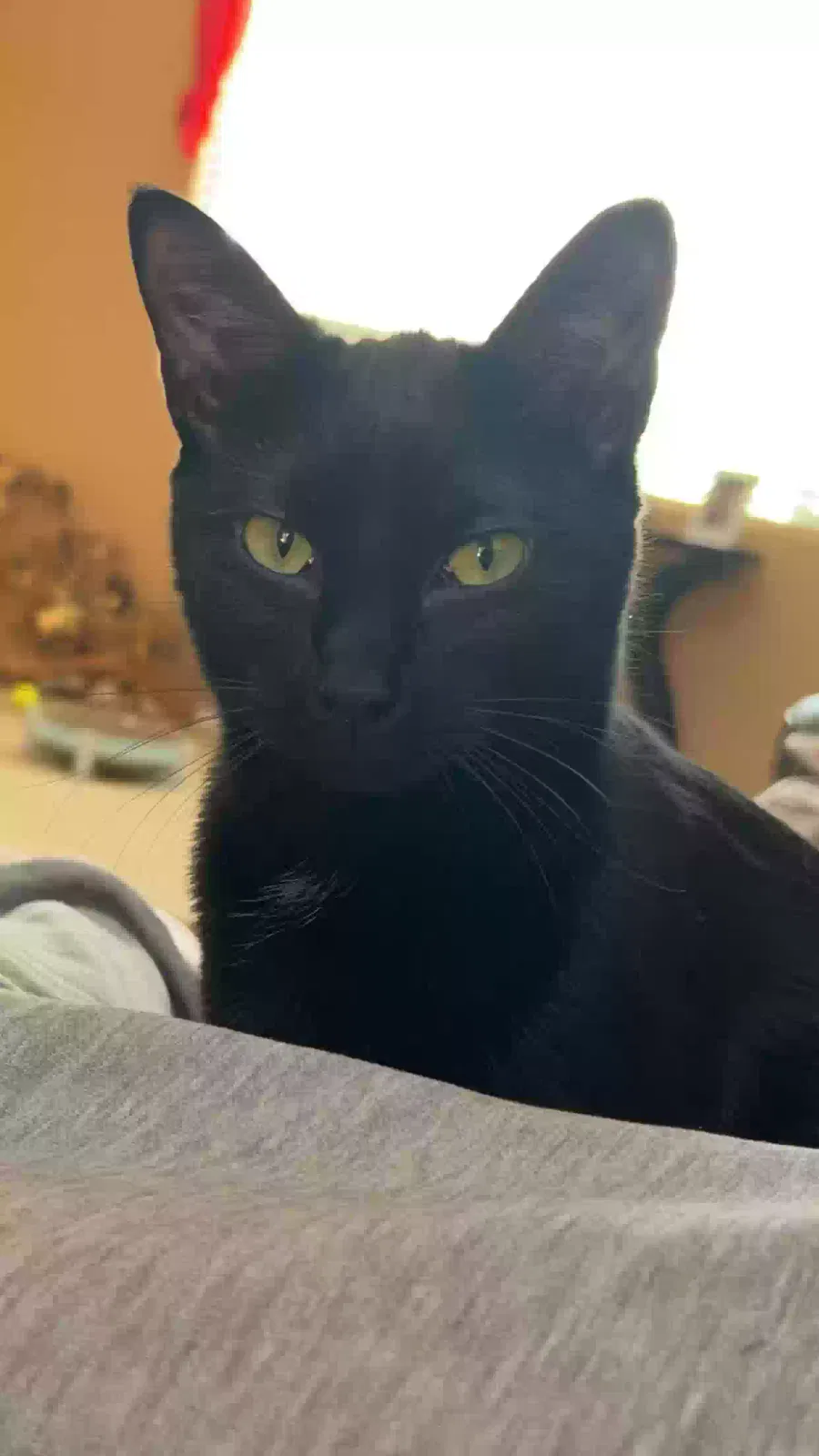 Lost cat in Rio Rancho, NM, 87124