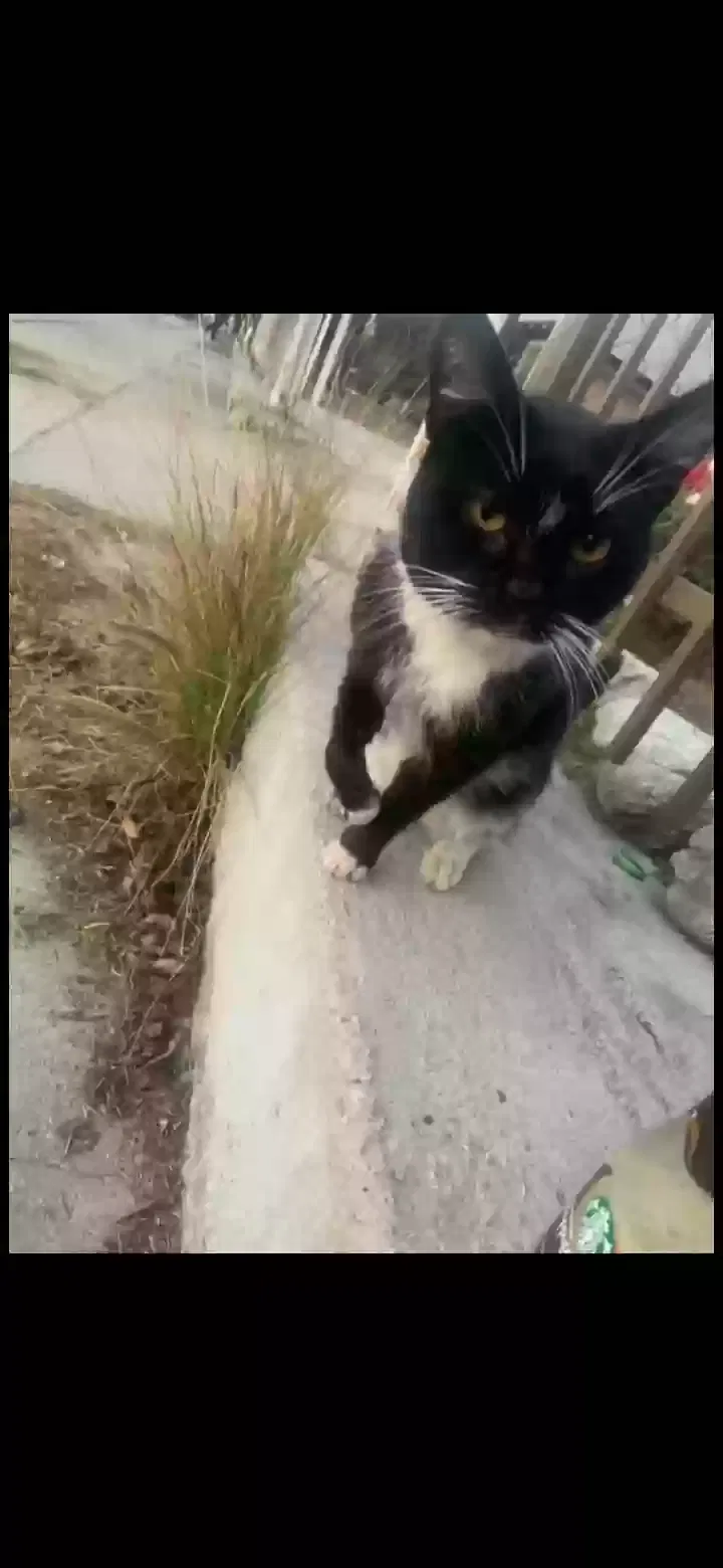 Lost cat in Los Angeles, CA, 90011