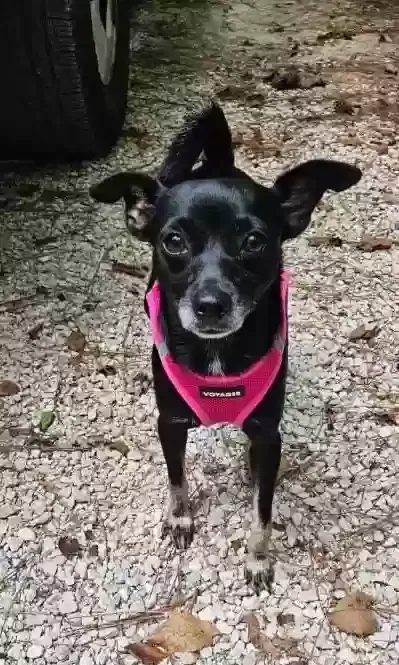 Lost dog in Houston, TX, 77092