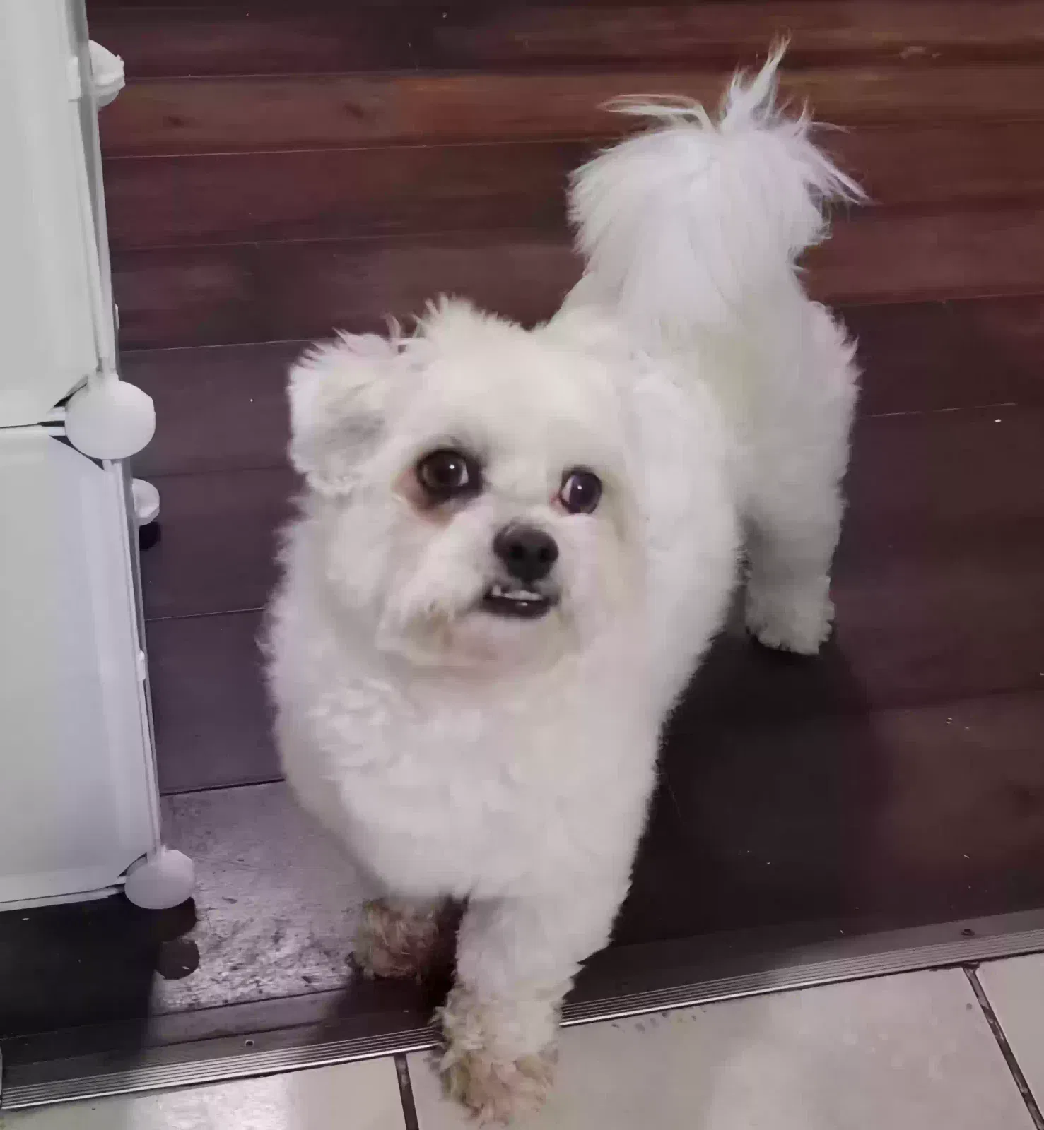 Lost dog in Los Angeles, CA, 90003