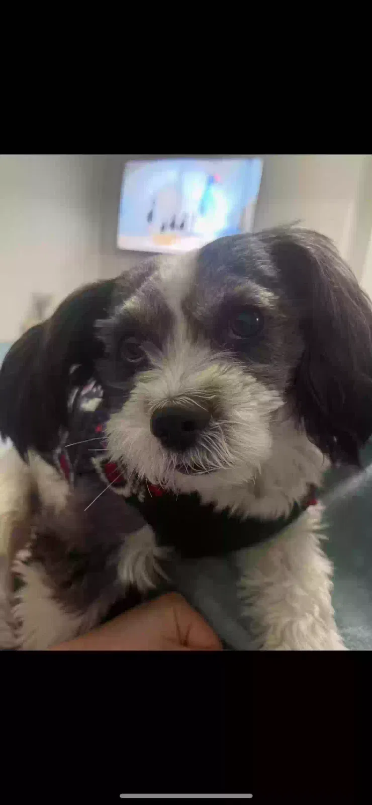 Lost dog in Las Vegas, NV, 89183
