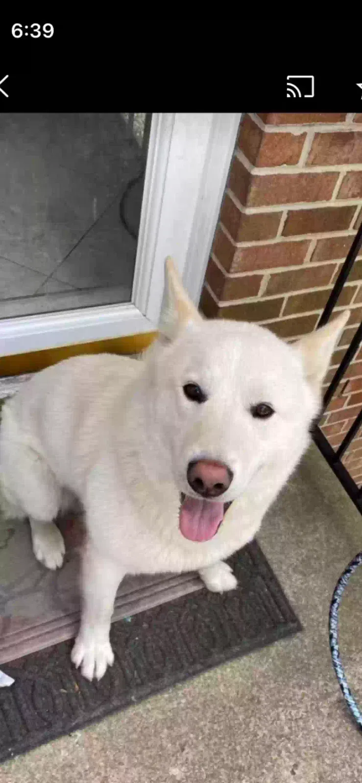 Lost dog in Greensboro, NC, 27403