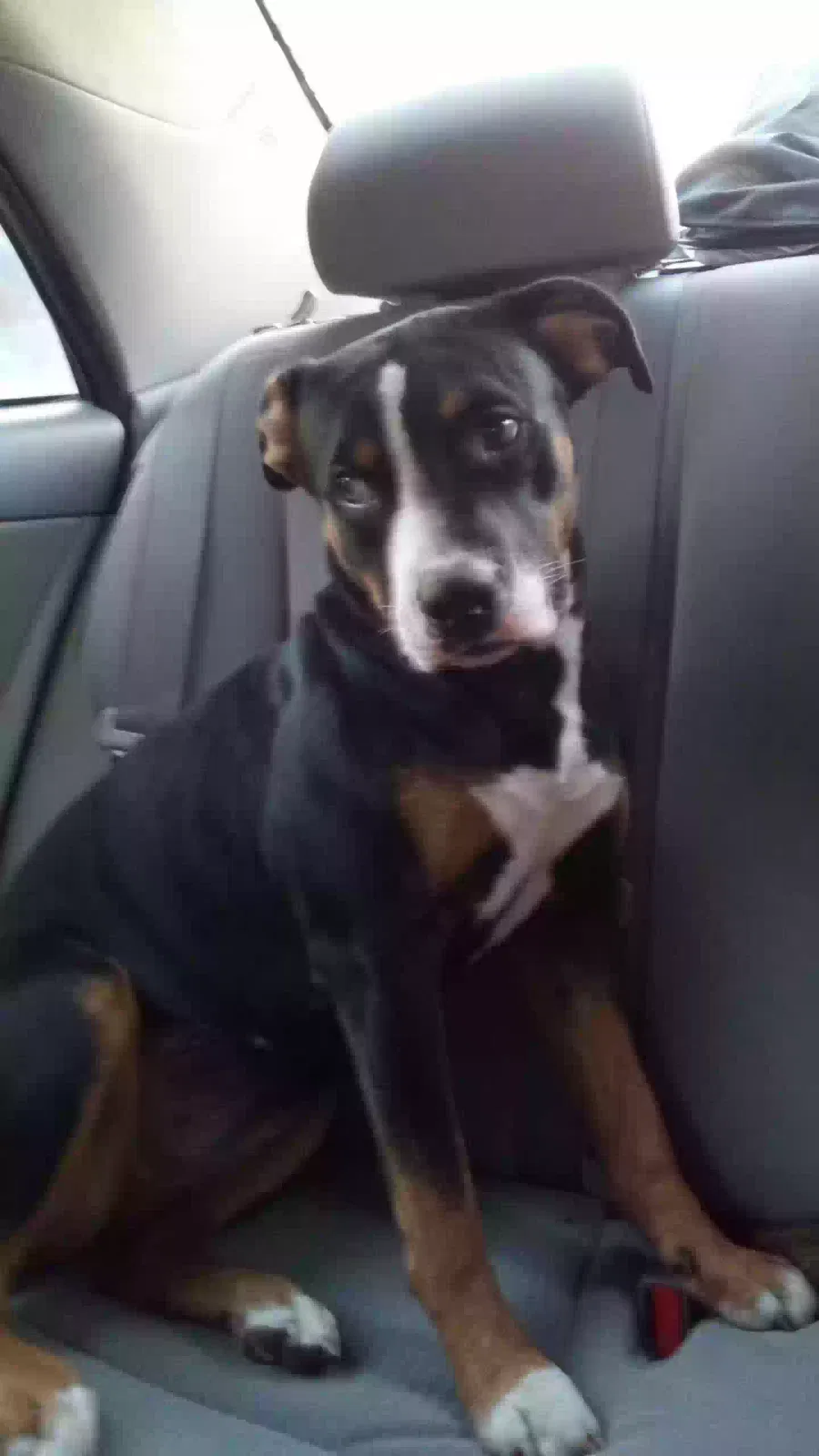 Lost dog in Dallas, TX, 75247