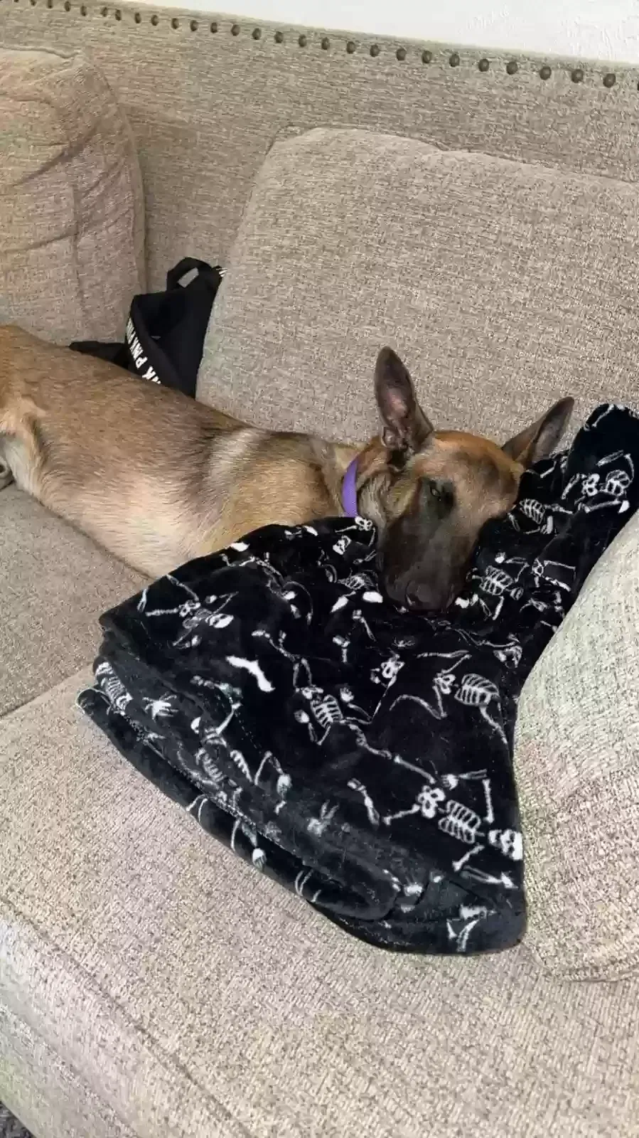 Lost dog in Tucson, AZ, 85705