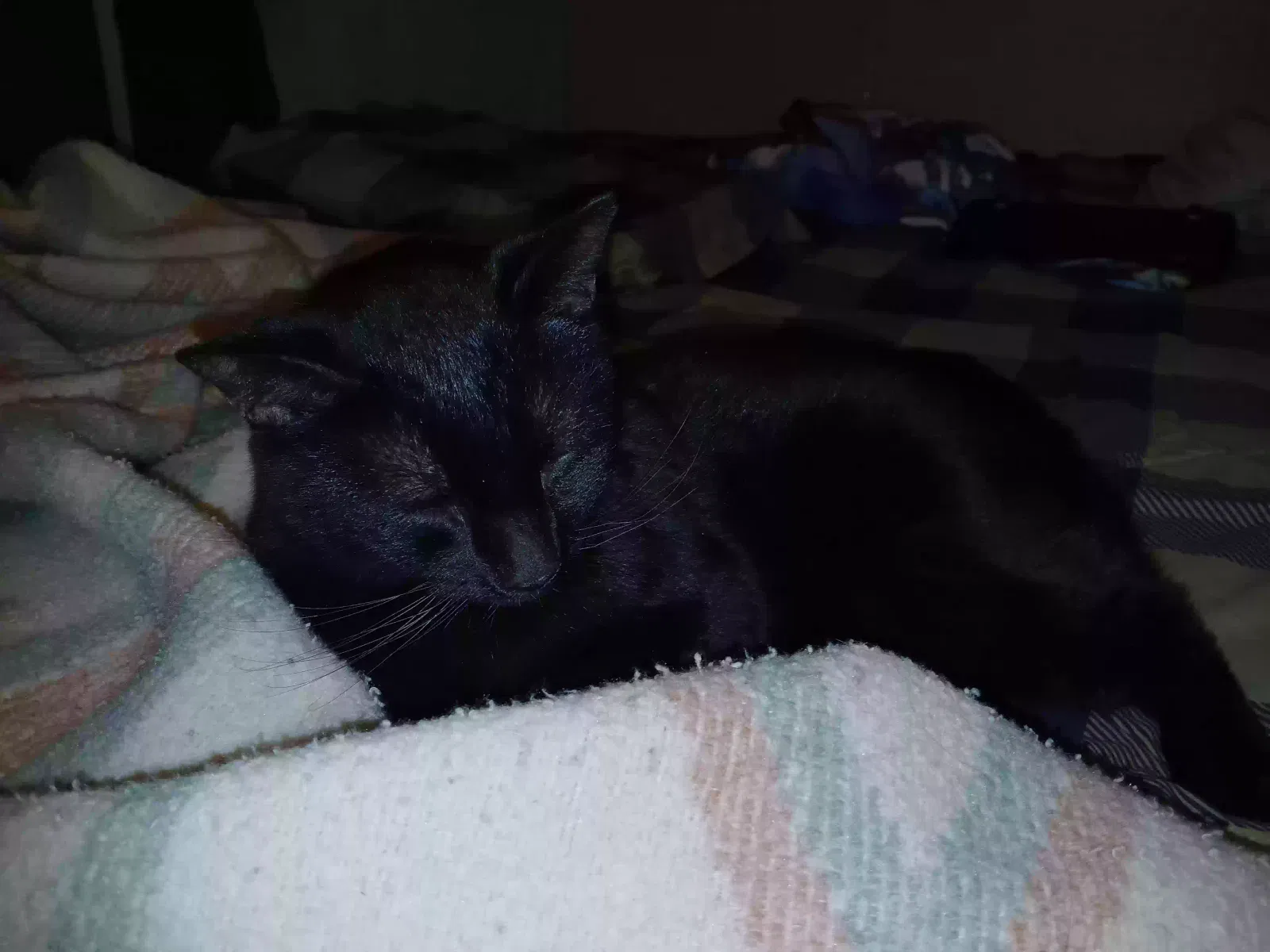 Found cat in Yuma, AZ, 85364