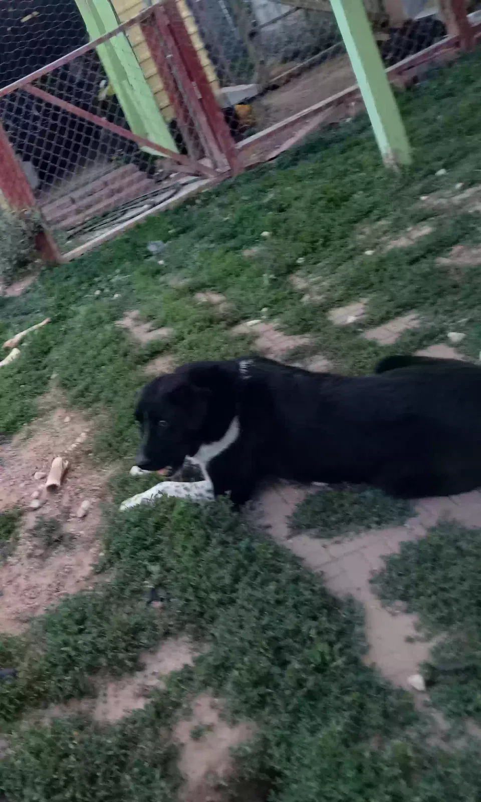 Lost dog in Grants, NM, 87020