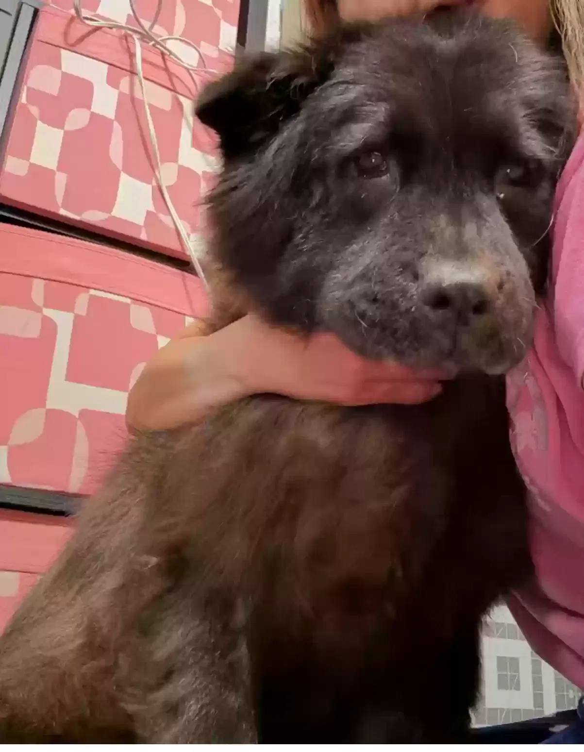Lost dog in Los Angeles, CA, 90047