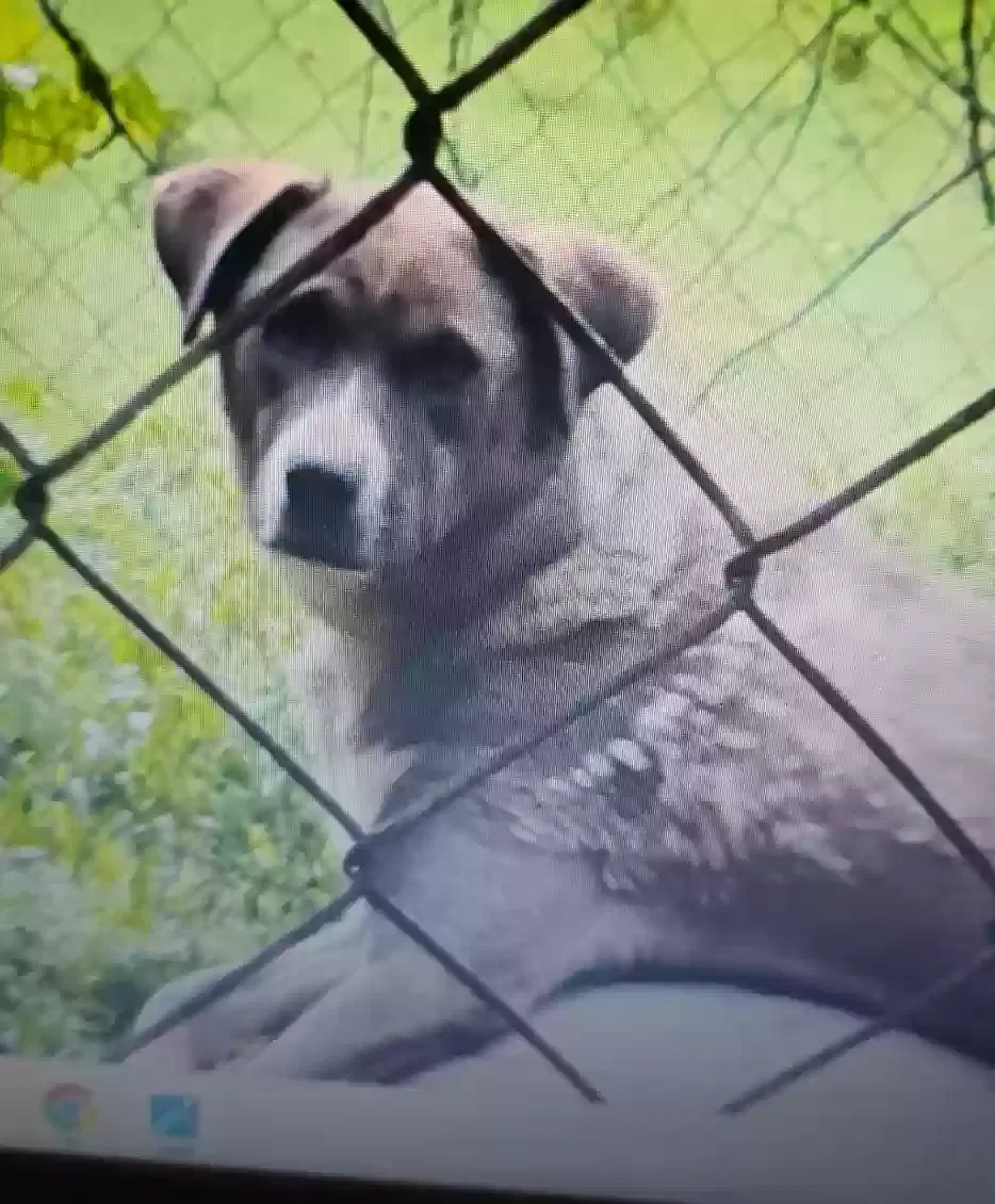 Lost dog in North Wilkesboro, NC, 28659