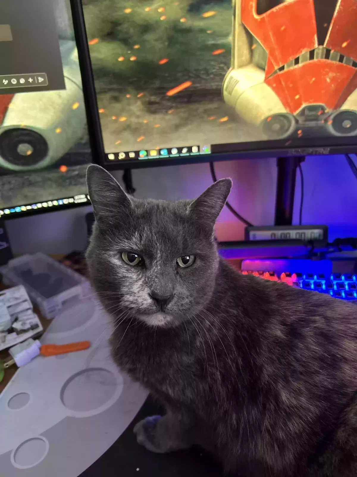 Lost cat in Nicholasville, KY, 40356
