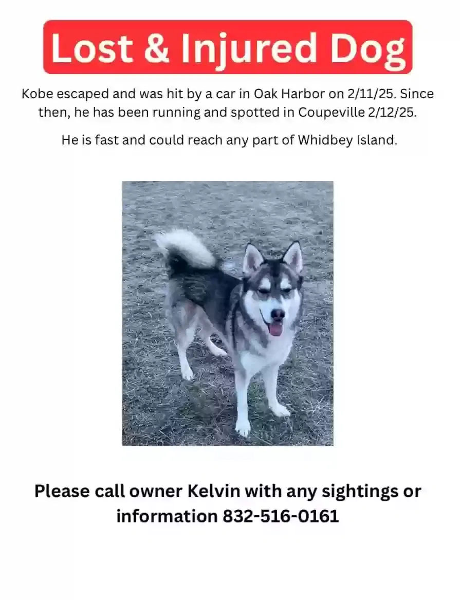 Lost dog in Oak Harbor, WA, 98277