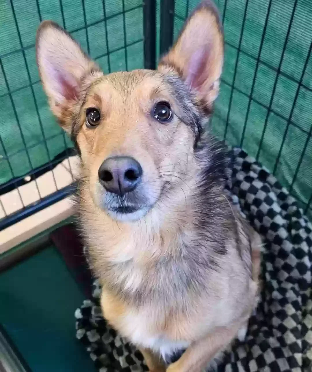 Lost dog in Lapeer, MI, 48446