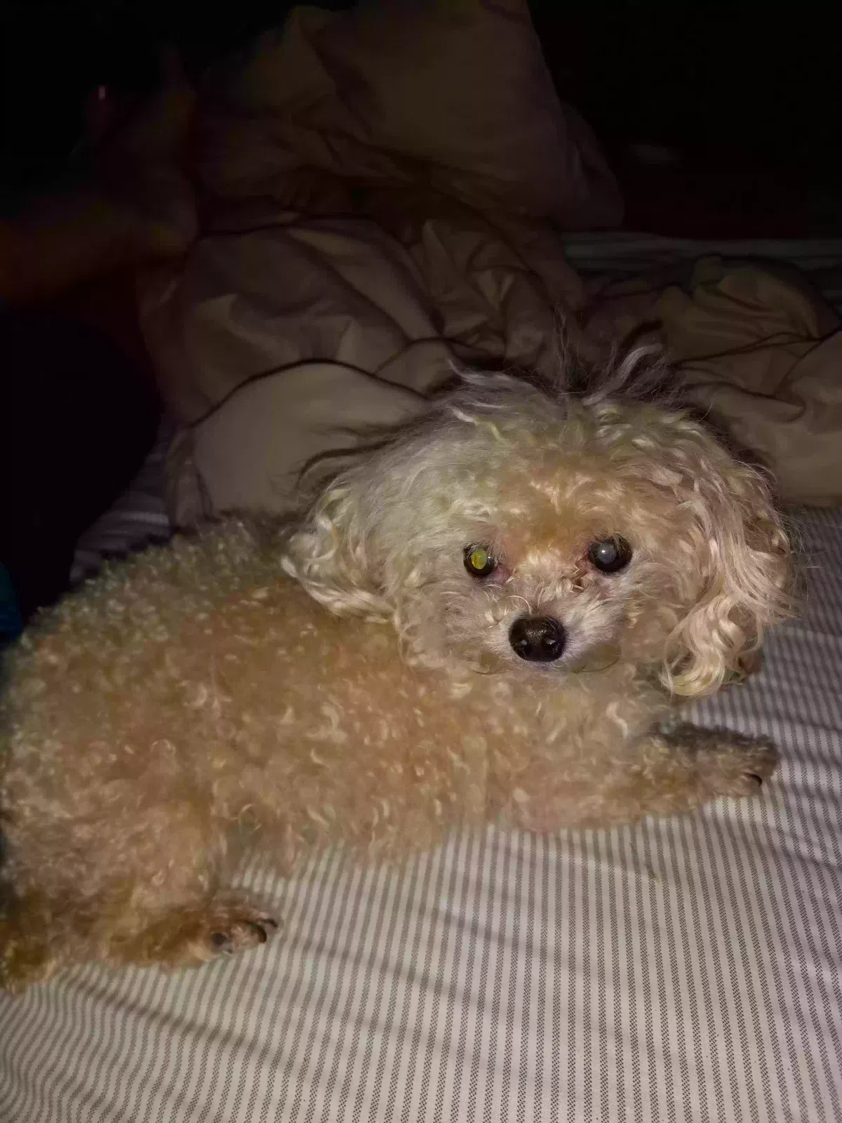 Lost dog in Kalamazoo, MI, 49009