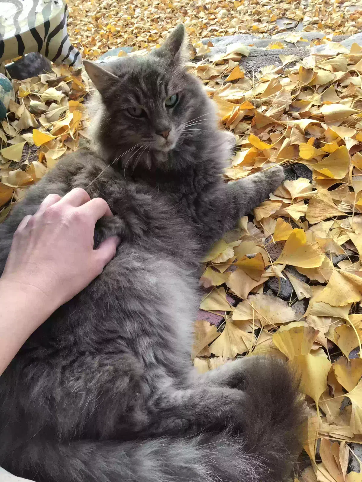 Lost cat in Ventura, CA, 93001