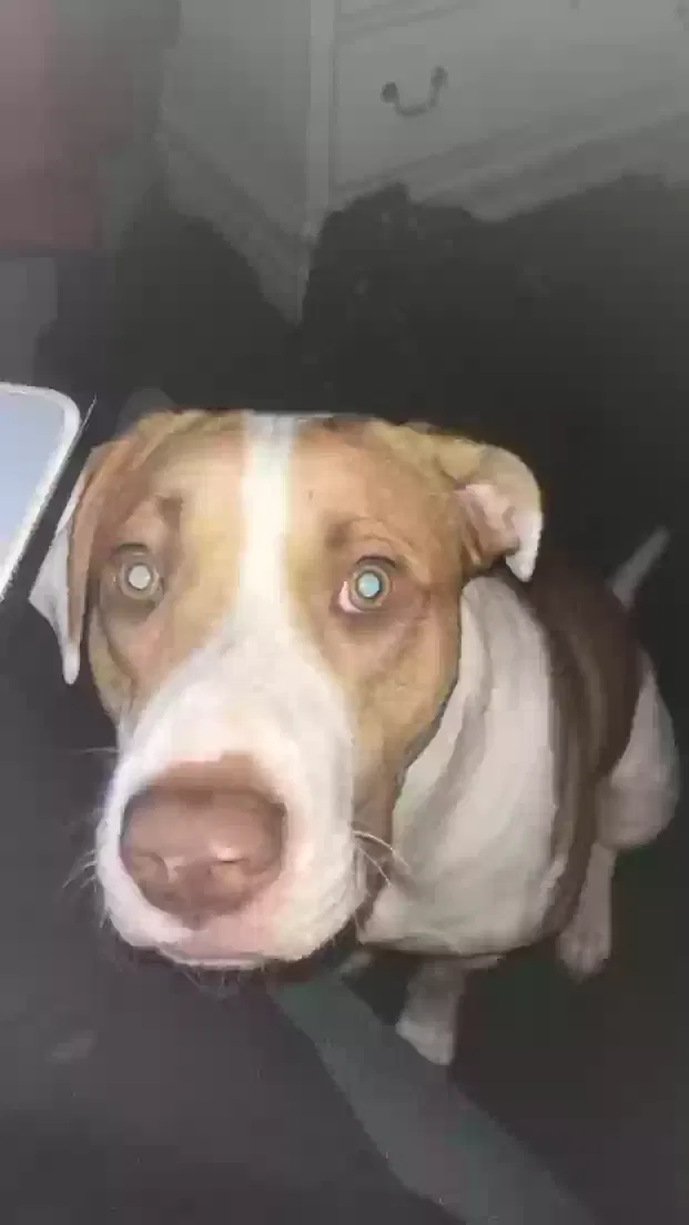 Lost dog in Citronelle, AL, 36522